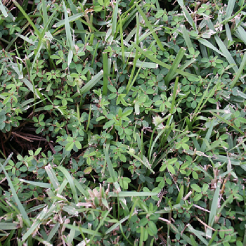 Common lespedezapng